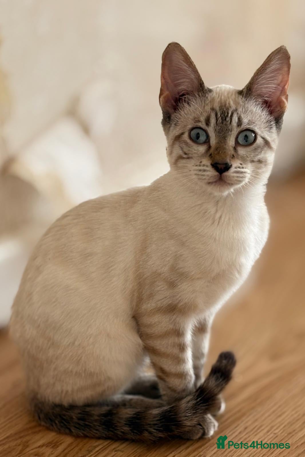 Mixed Breed cats Male Bengal x Savannah Ready for re-home. - Advert 18