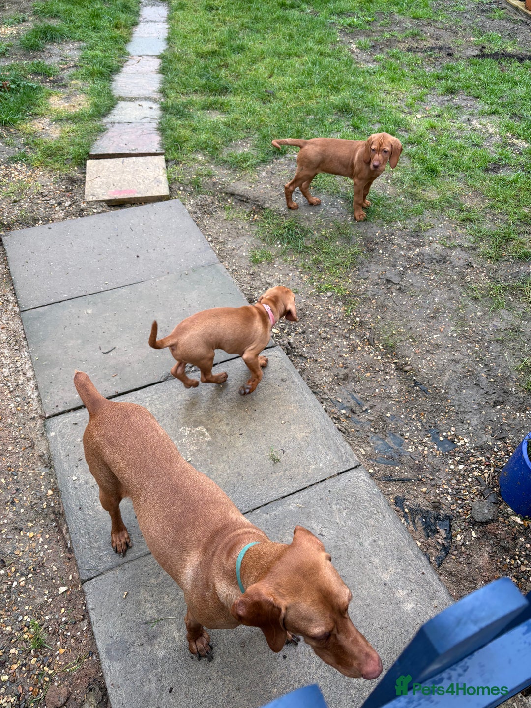 Hungarian Vizsla dogs for sale: 9 week old adorable Hungarian Vizsla Girl - Advert 7