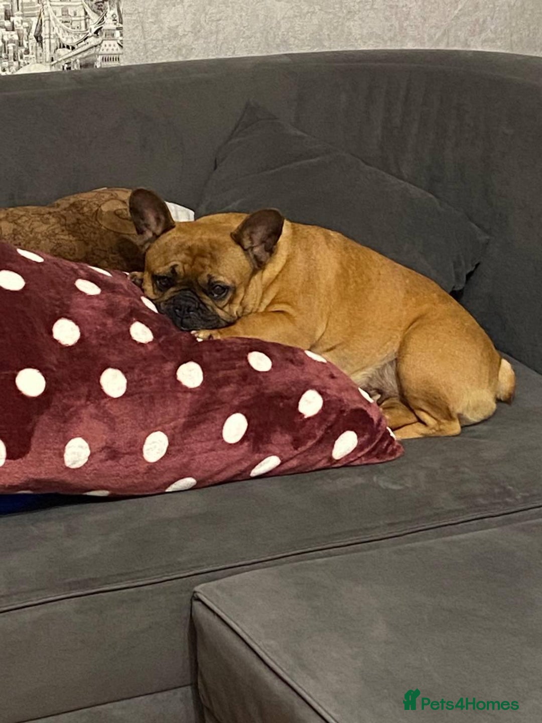 French Bulldog dogs for adoption:  FREYA – French Bulldog (Female) - Advert 5