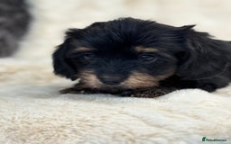Mixed Breed dogs for sale: Gorgeous Daxi cross puppies  - Advert 6