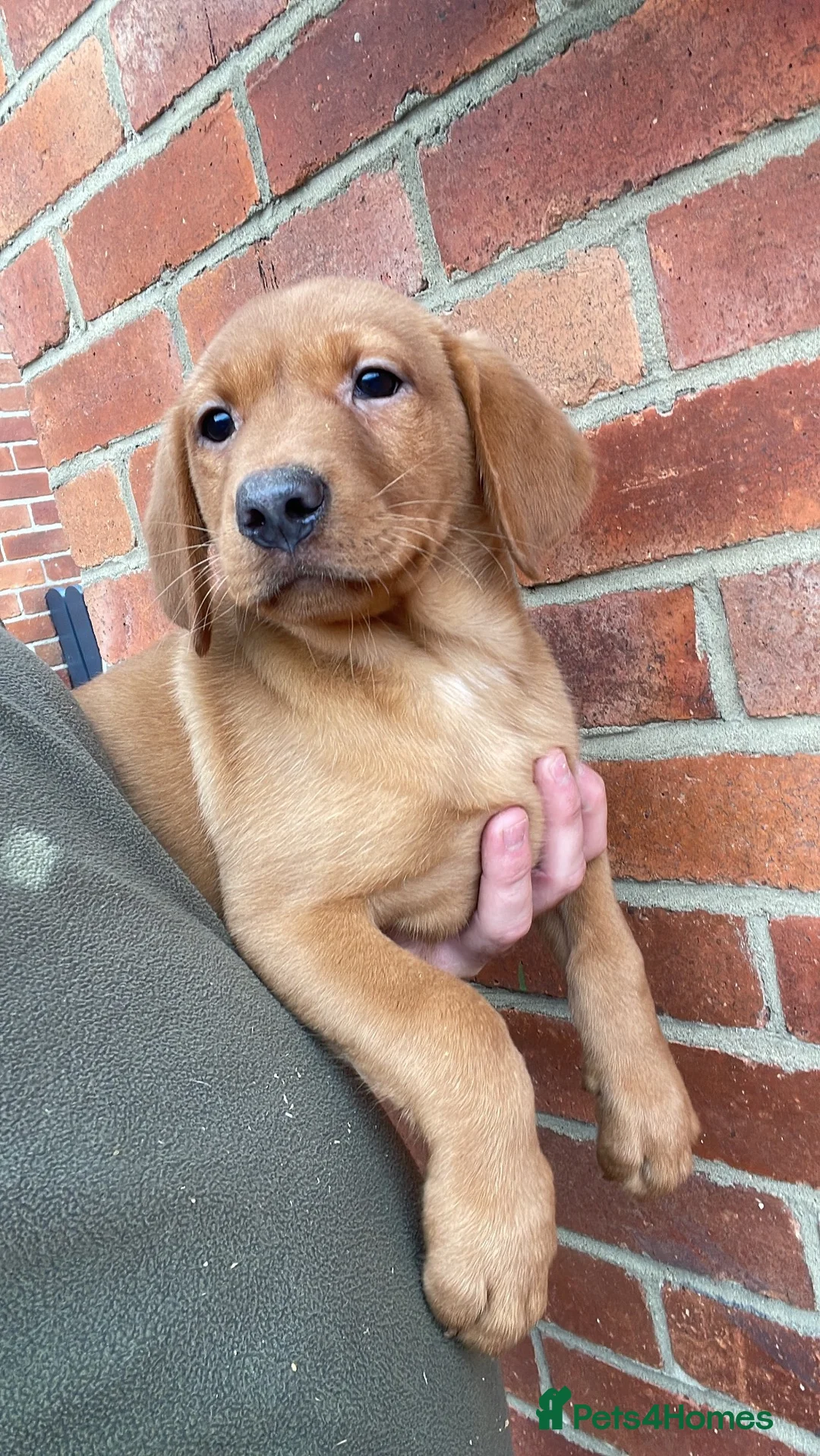 Labrador Retriever dogs for sale: Health Tested Working Labrador Pups - Advert 1