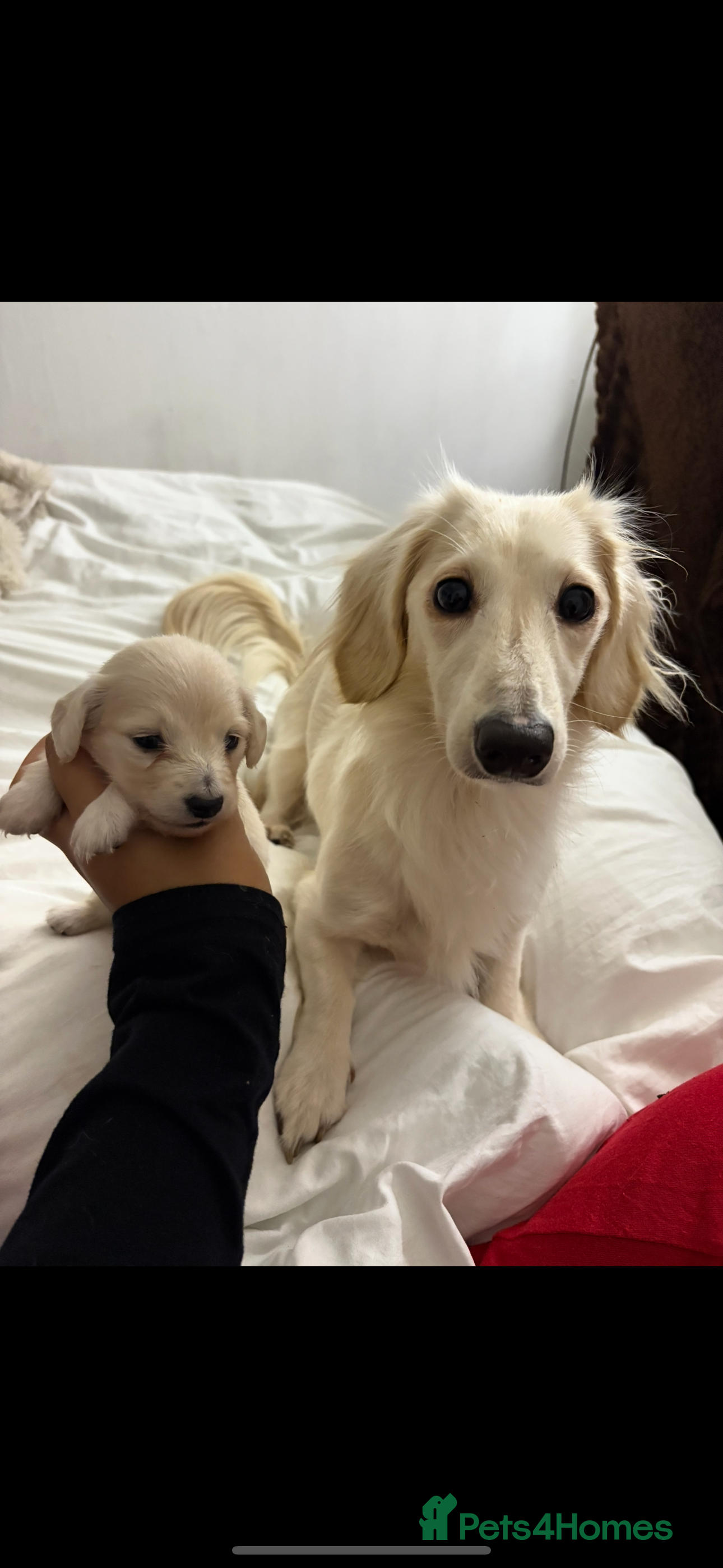 Miniature Dachshund dogs Miniature long haired cream dachshund puppies  - Advert 5