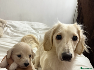 Miniature Dachshund dogs Miniature long haired cream dachshund puppies - Advert 8