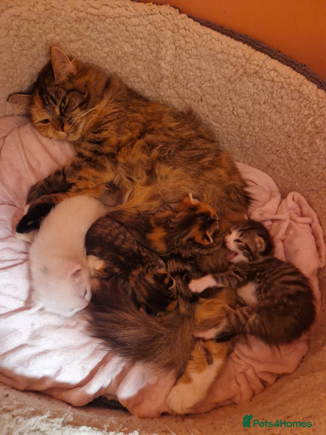 Mixed Breed cats for sale: ⭐️⭐️⭐️Siberian cross ⭐️⭐️⭐️ - Advert 15