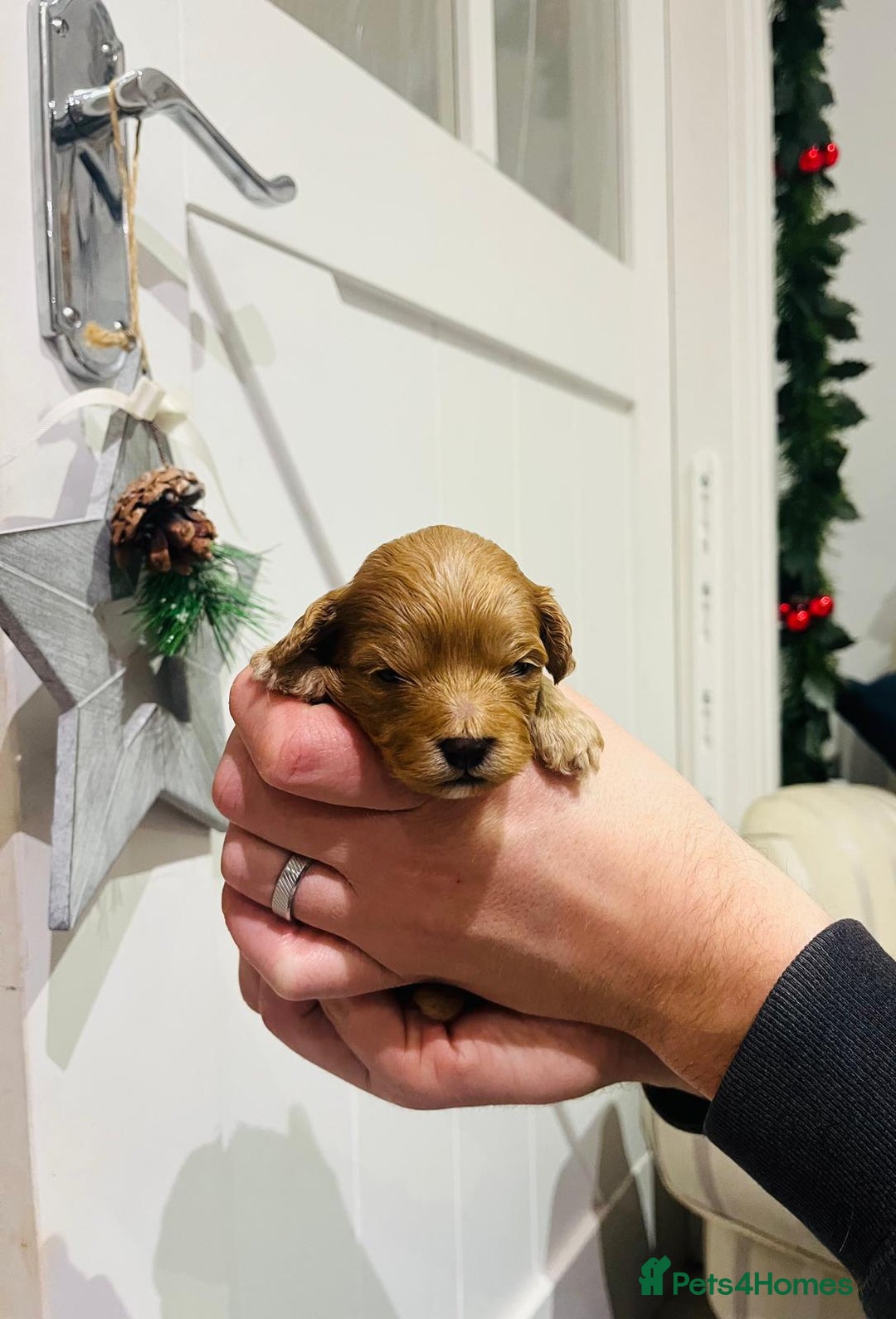 Cavapoo dogs for sale: Stunning F1b Cavapoo puppies  - Advert 22