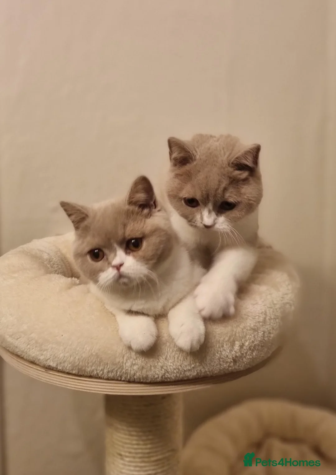British Shorthair cats for sale: Fawn Bicolour Females - Spayed/Neutered - Advert 2