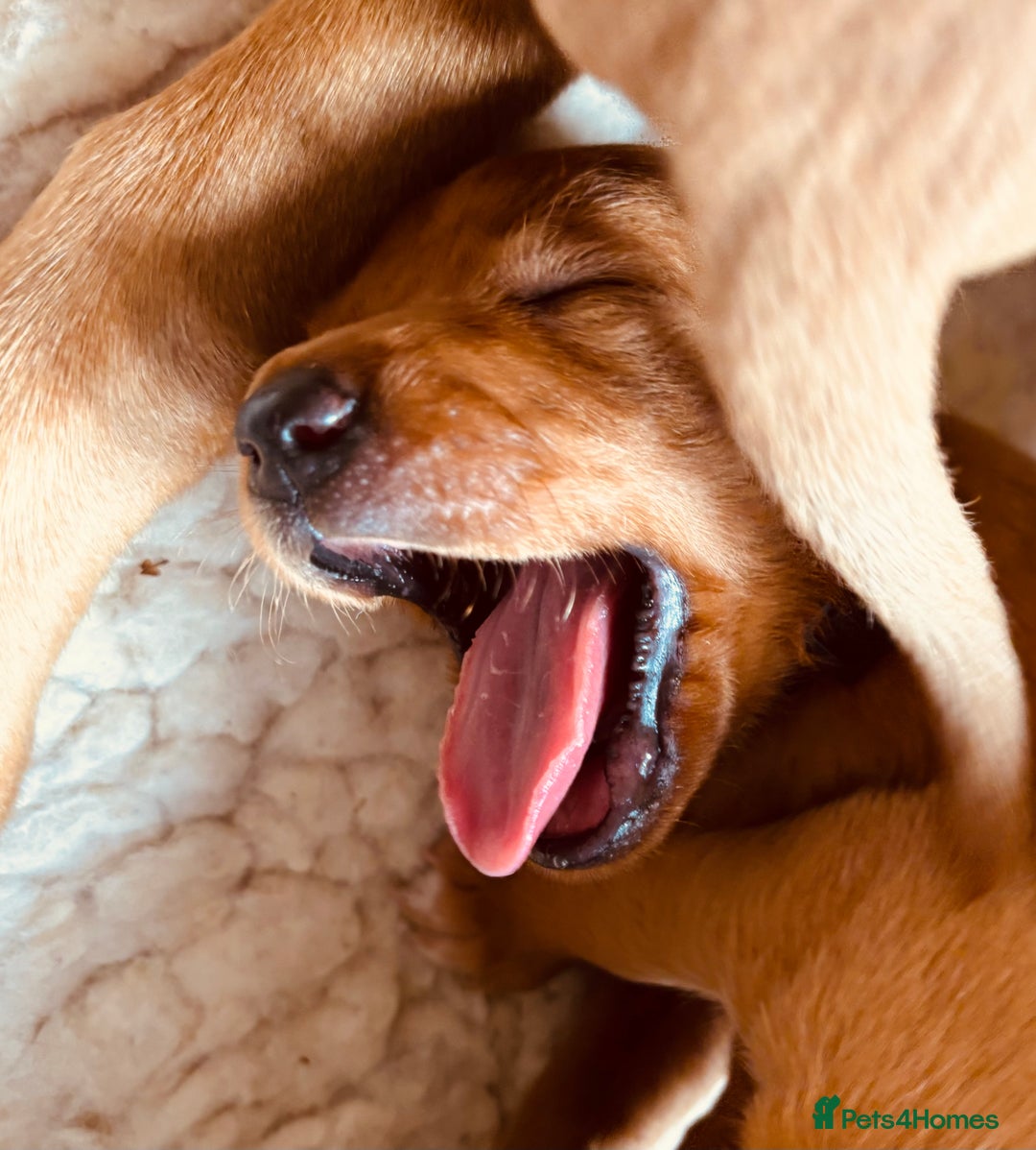 Labrador Retriever dogs for sale: Very dark Fox Red Labrador puppies - Image 6