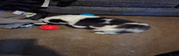 Siberian Husky dogs for sale: EBONY / ARYA SIBERIAN HUSKYS READY TO LEAVE  - Advert 20