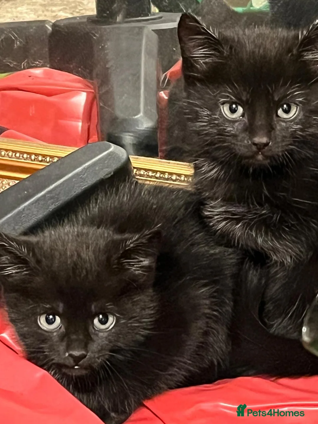Mixed Breed cats for sale: 4 Beautiful Black female kittens - Advert 6