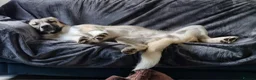 Mixed Breed dogs for adoption: 🐾Tuke  - Advert 12