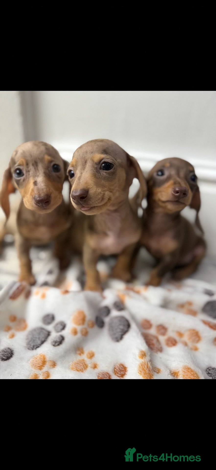 Dachshund dogs Miniature dachshunds  - Advert 5