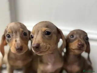 Dachshund dogs Miniature dachshunds - Advert 5