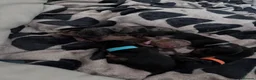 Miniature Dachshund dogs for sale: 4 Miniature Dashund Boys READY NOW in Blackburn - Advert 16
