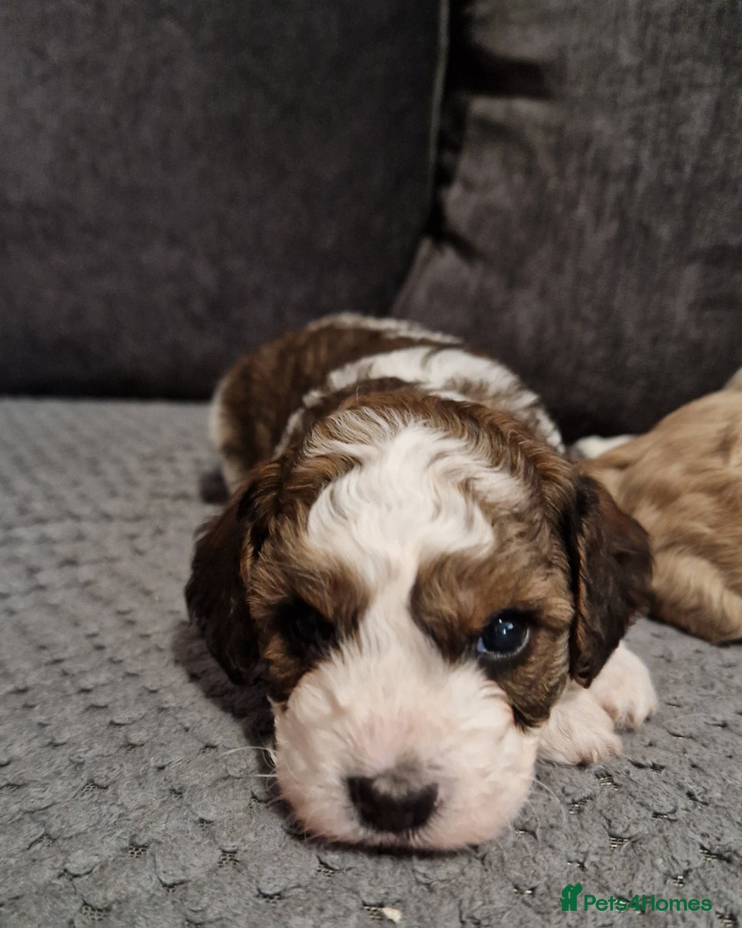 Cavapoo dogs for sale: Stunning Unique cavapoo litter  - Image 5