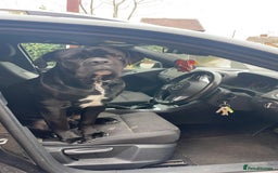 Cane Corso dogs for sale: Klaus the cane corso - Image 2
