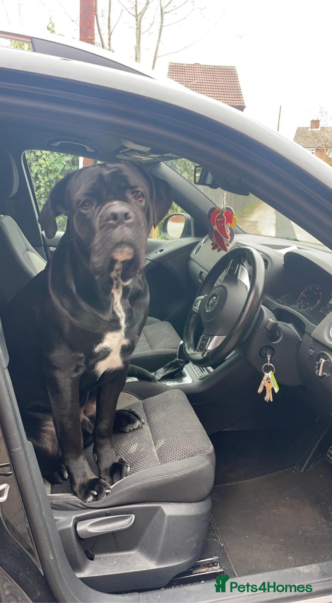 Cane Corso dogs for sale: Klaus the cane corso - Image 2