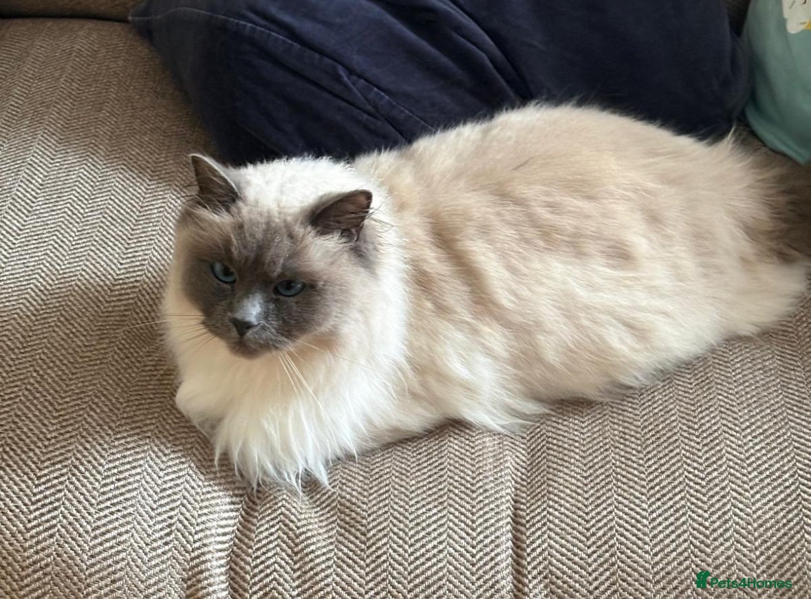 Ragdoll cats for sale: Beautiful natured pure Ragdoll  in Nottingham - Advert 6