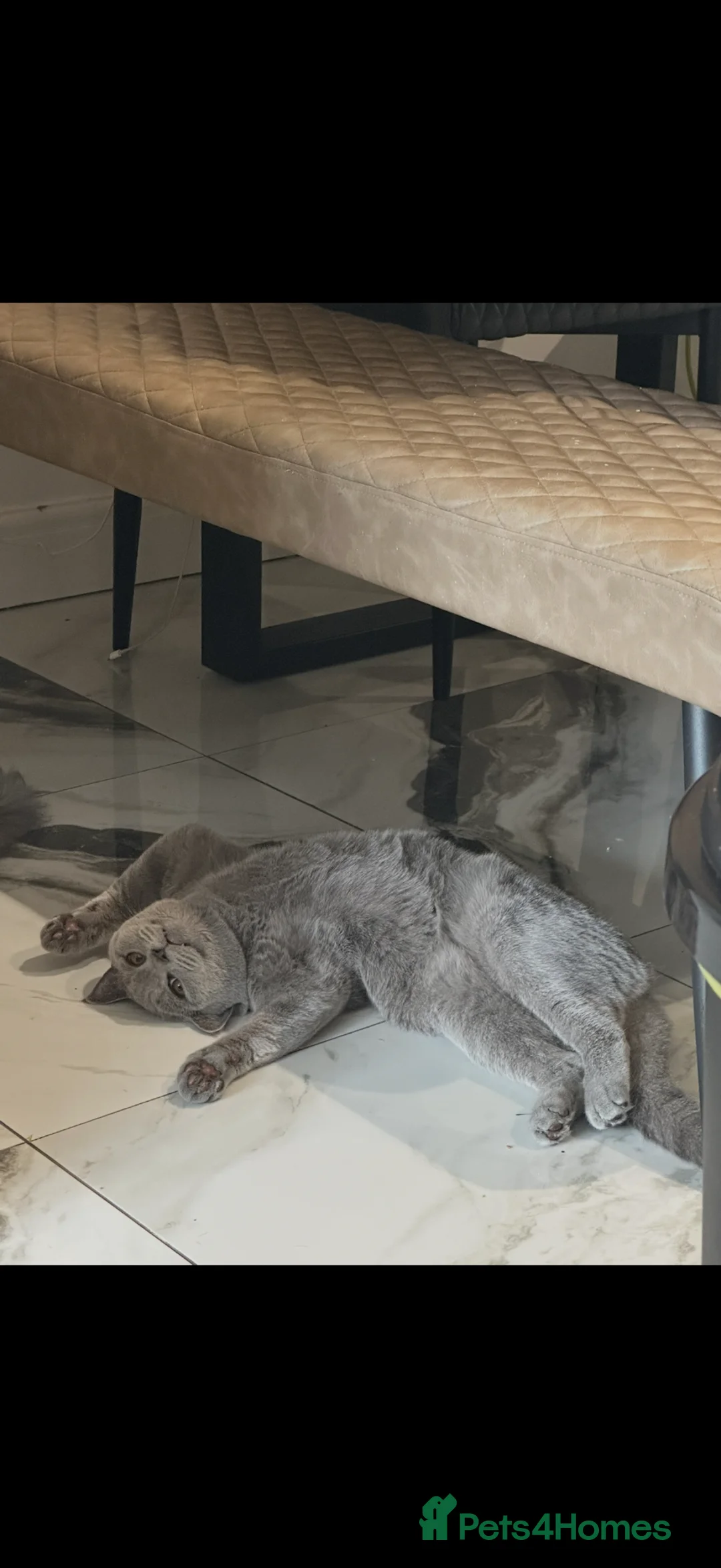 British Shorthair cats for sale: Male British shorthair - Advert 2