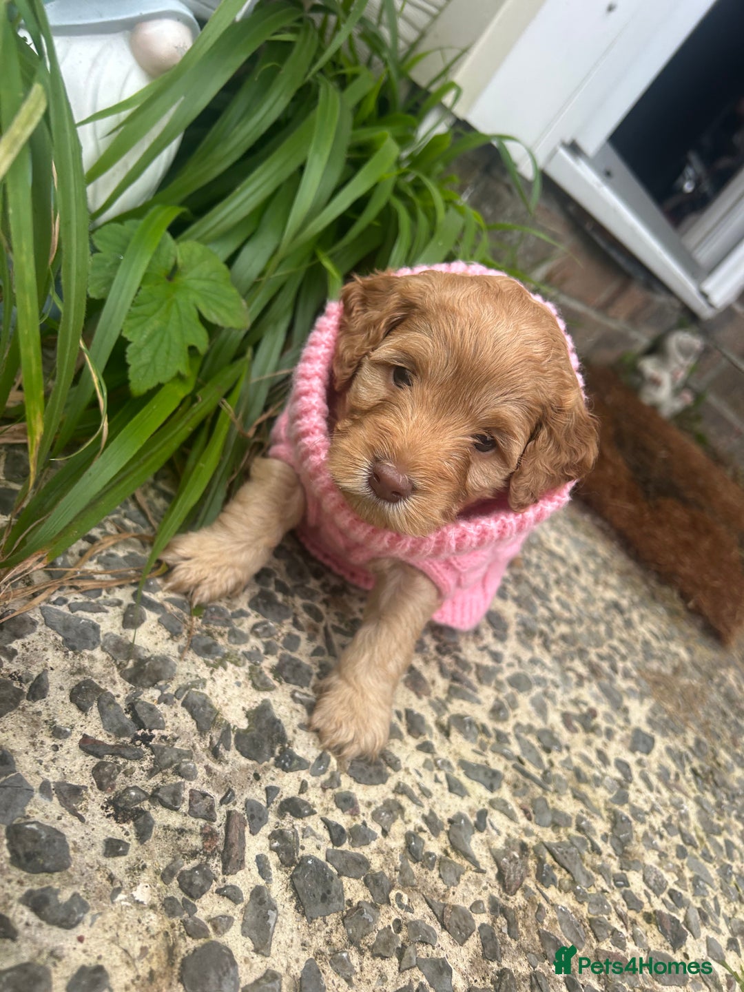 Cockapoo dogs for sale: 5 Stunning Cockapoo girls 💖 - Advert 4