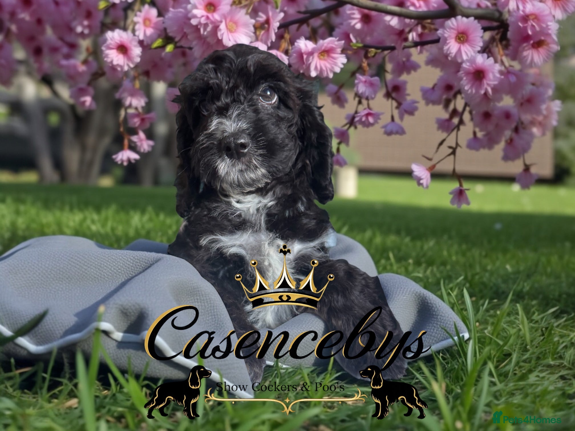 Cockapoo dogs READY NOW DNA CLEAR LAST F1 GIRL - Advert 1