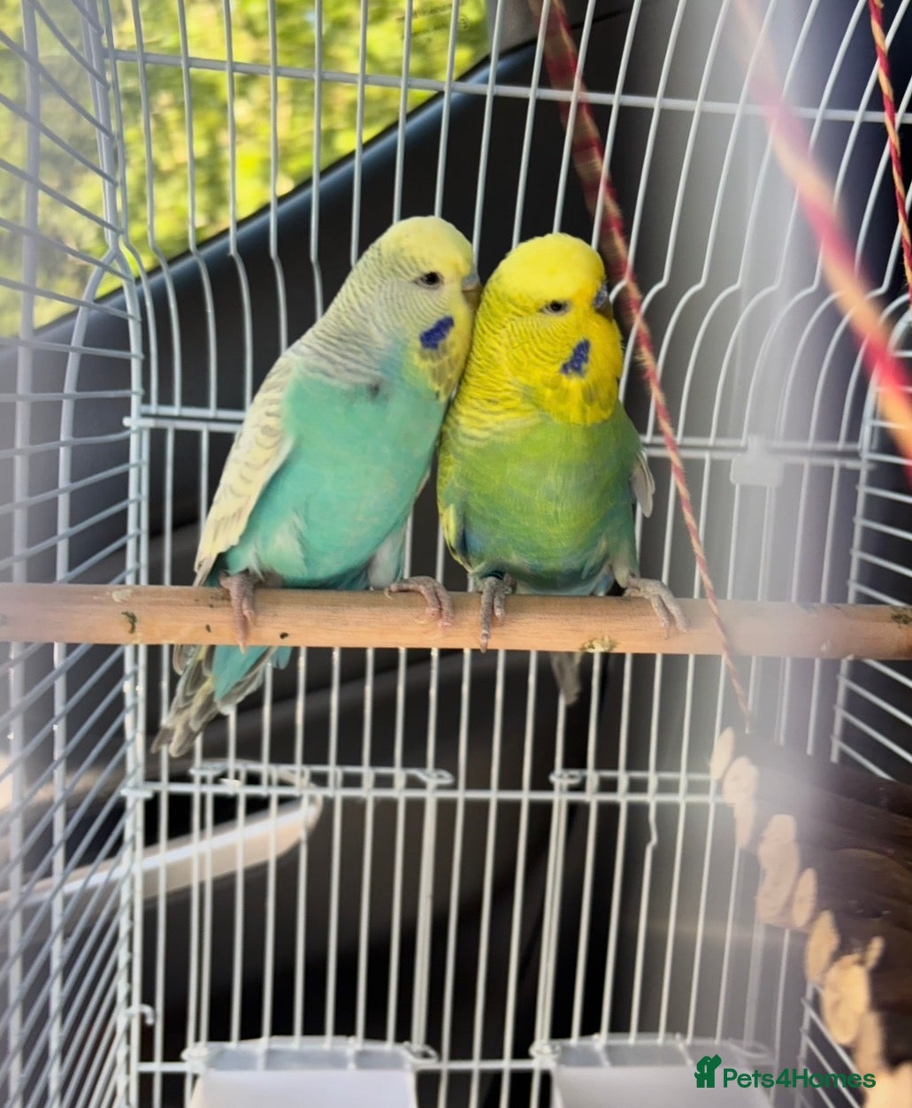 Budgerigars birds Beautiful Budgies (male & female) + cage + food - Advert 3