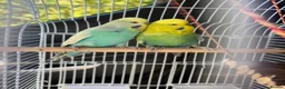 Budgerigars birds for sale: Beautiful Budgies (male & female) + cage + food in Manchester - Advert 1