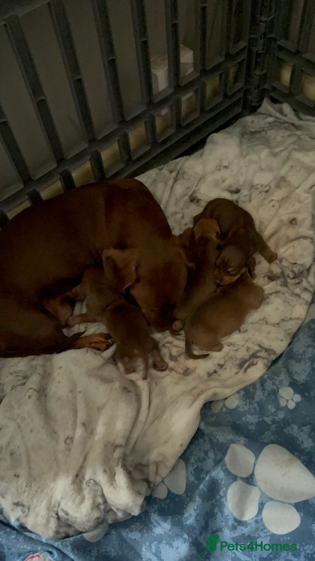 Miniature Dachshund dogs for sale: 4 beautiful boys available  in Wigan - Advert 2