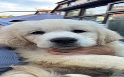 Golden Retriever dogs for sale: Stunning 12 week old male  - Image 2
