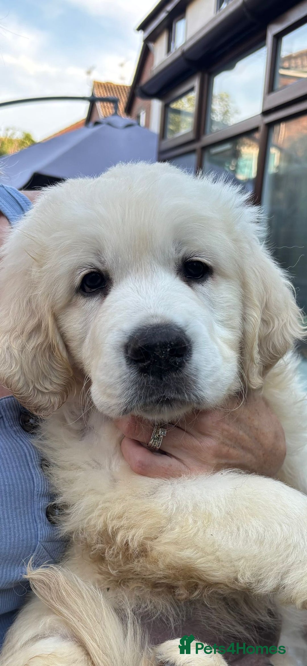 Golden Retriever dogs for sale: Stunning 12 week old male  - Image 2