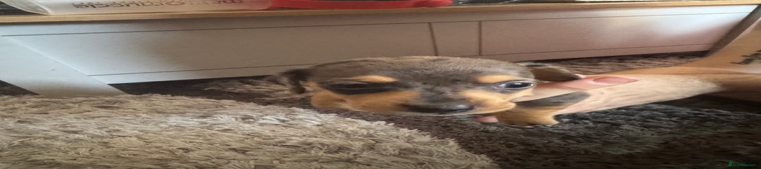 Mixed Breed Puppy 3