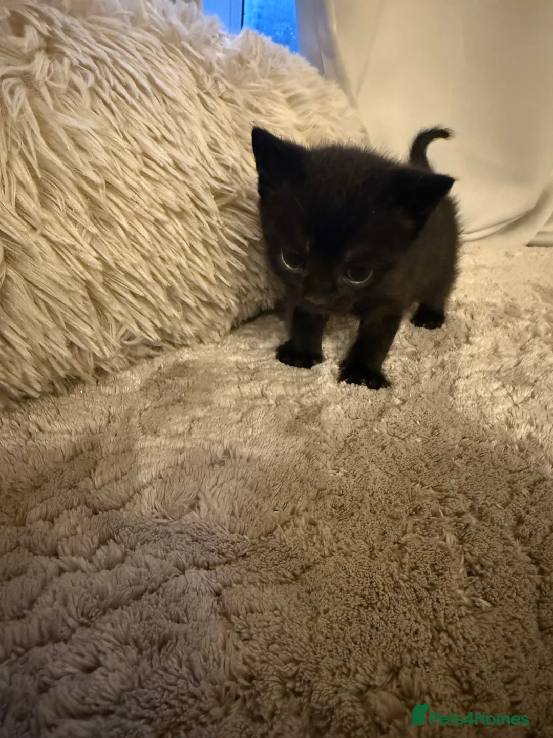 Mixed Breed cats for sale: Mini Panther Energy – Adorable Black Kitten - Advert 1