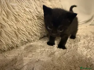 Mixed Breed cats Mini Panther Energy – Adorable Black Kitten - Advert 2