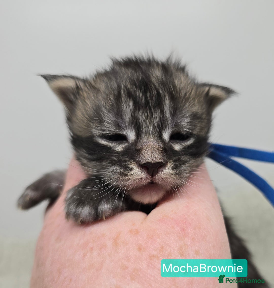 Maine Coon cats for sale: Maine Coon Kittens (Russian & Golden lines) - Advert 3