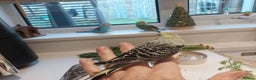 Budgerigars birds for sale: Tame Baby Budgies - Advert 7