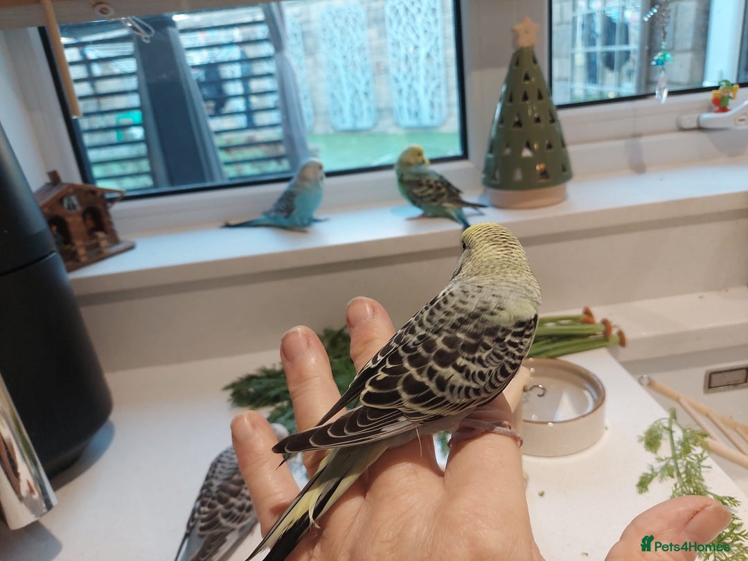 Budgerigars birds for sale: Tame Baby Budgies - Advert 7