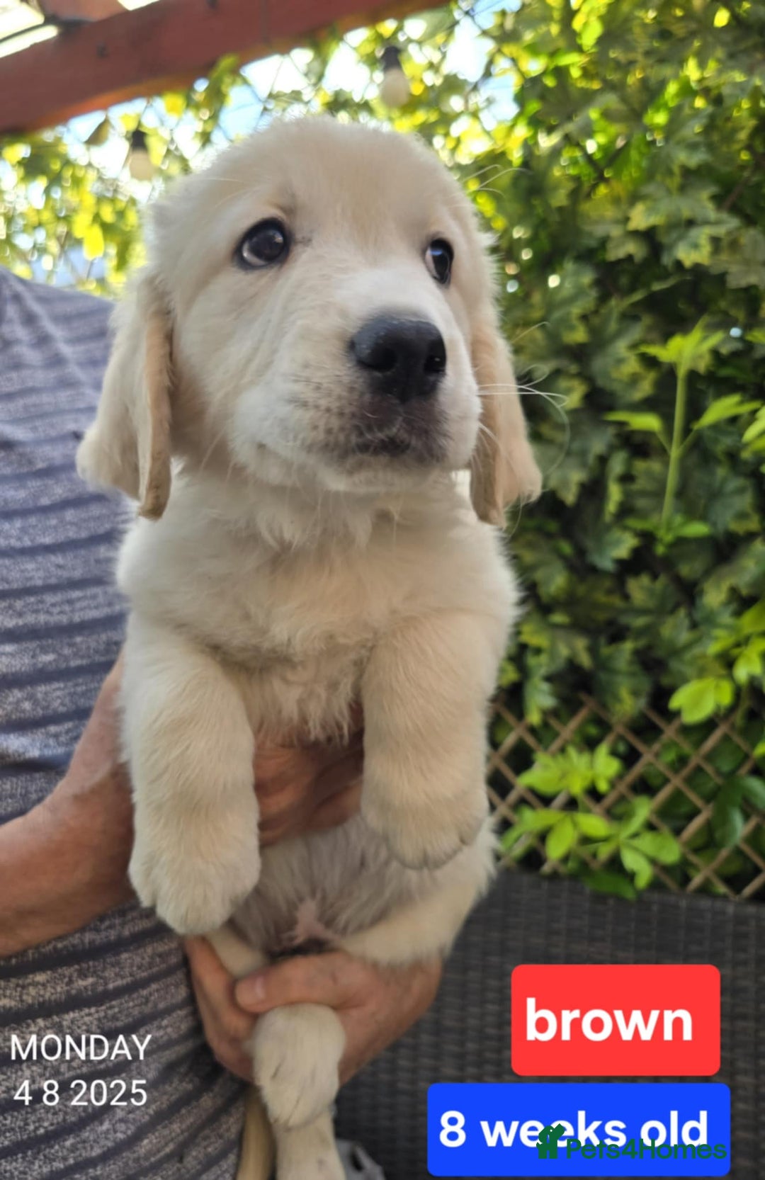Golden Retriever dogs for sale: * 1 boy left *Golden Retriever Puppies KC Reg .  - Image 15