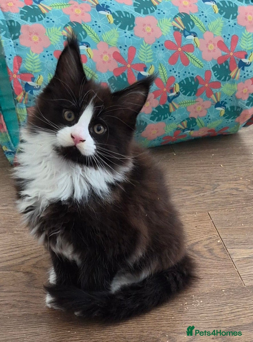 Maine Coon cats XL maine coon kittens for sale  - Advert 6