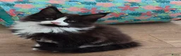 Maine Coon cats for sale: XL maine coon kittens GCCF  - Advert 16
