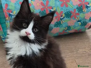 Maine Coon cats XL maine coon kittens for sale - Advert 2