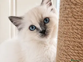 Ragdoll cats Beautiful Ragdoll Girl 💕 DNA Tested Parents - Advert 3
