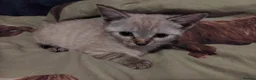 British Shorthair cats for sale: x 1 female kitten for sale  - Advert 14