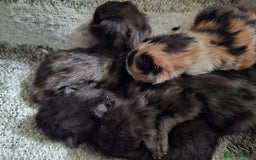 Mixed Breed cats for sale: 4 fluffy kittens for sale - Image 9
