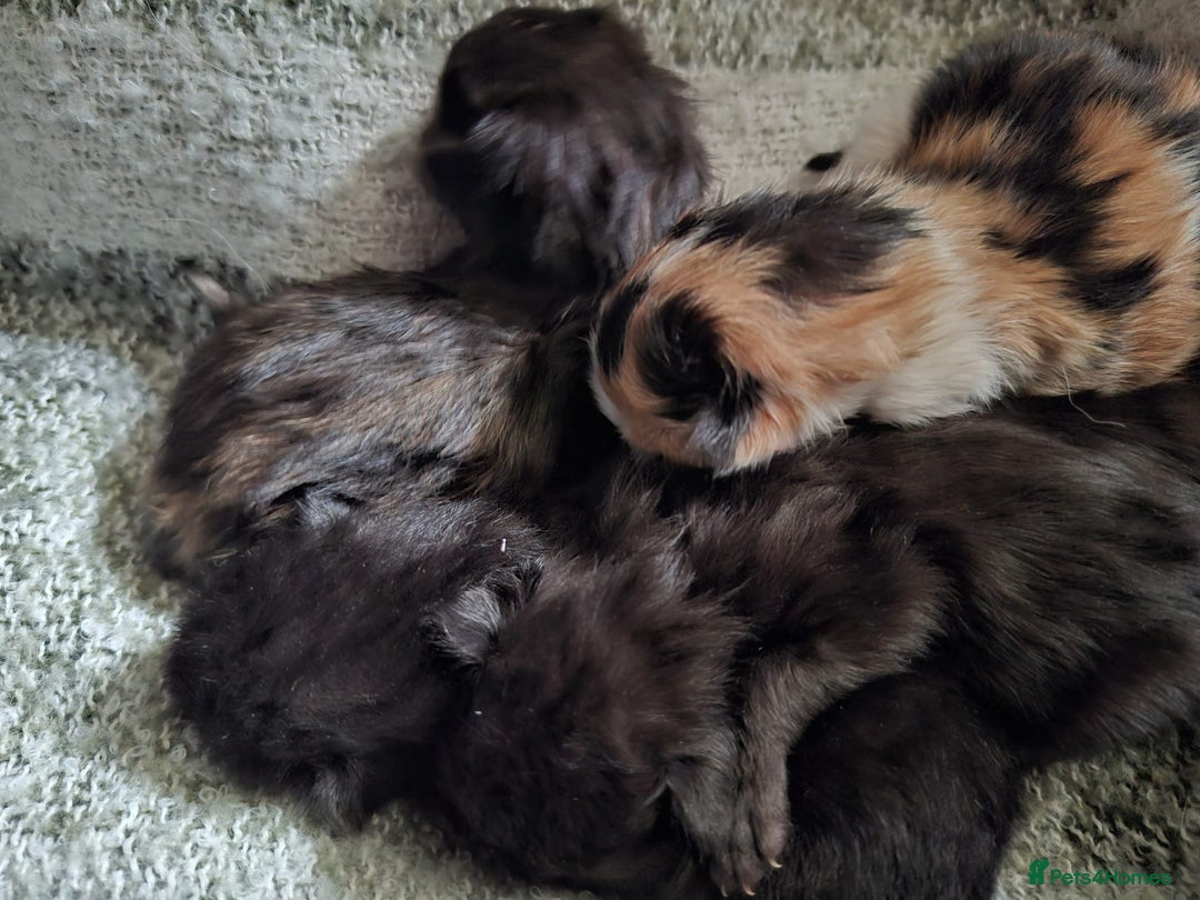 Mixed Breed cats for sale: 4 fluffy kittens for sale - Image 9