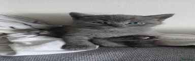 British Shorthair 1