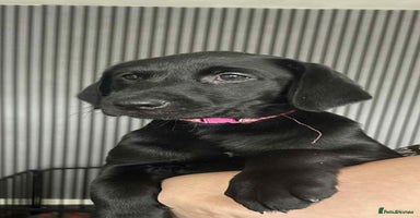 Labrador Retriever dogs in Jedburgh - Advert 3