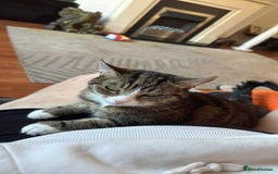 Mixed Breed cats for sale: Mum and daughter  - Image 4