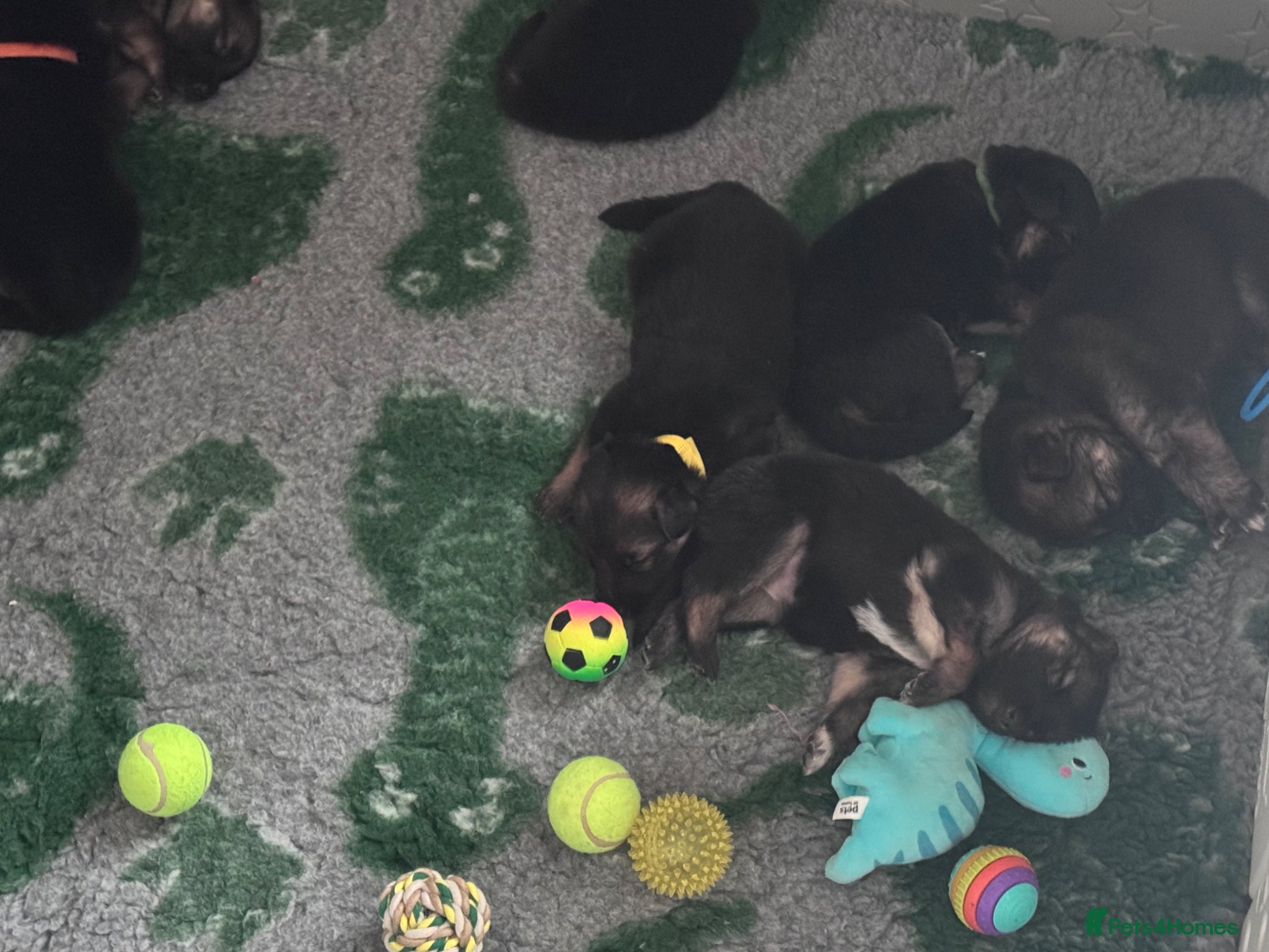 German Shepherd dogs German shepherd puppies - Advert 18