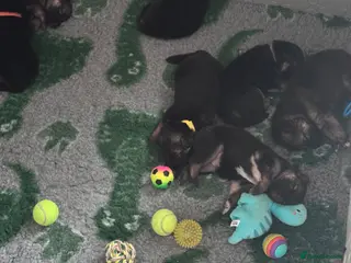 German Shepherd dogs German shepherd puppies - Advert 18