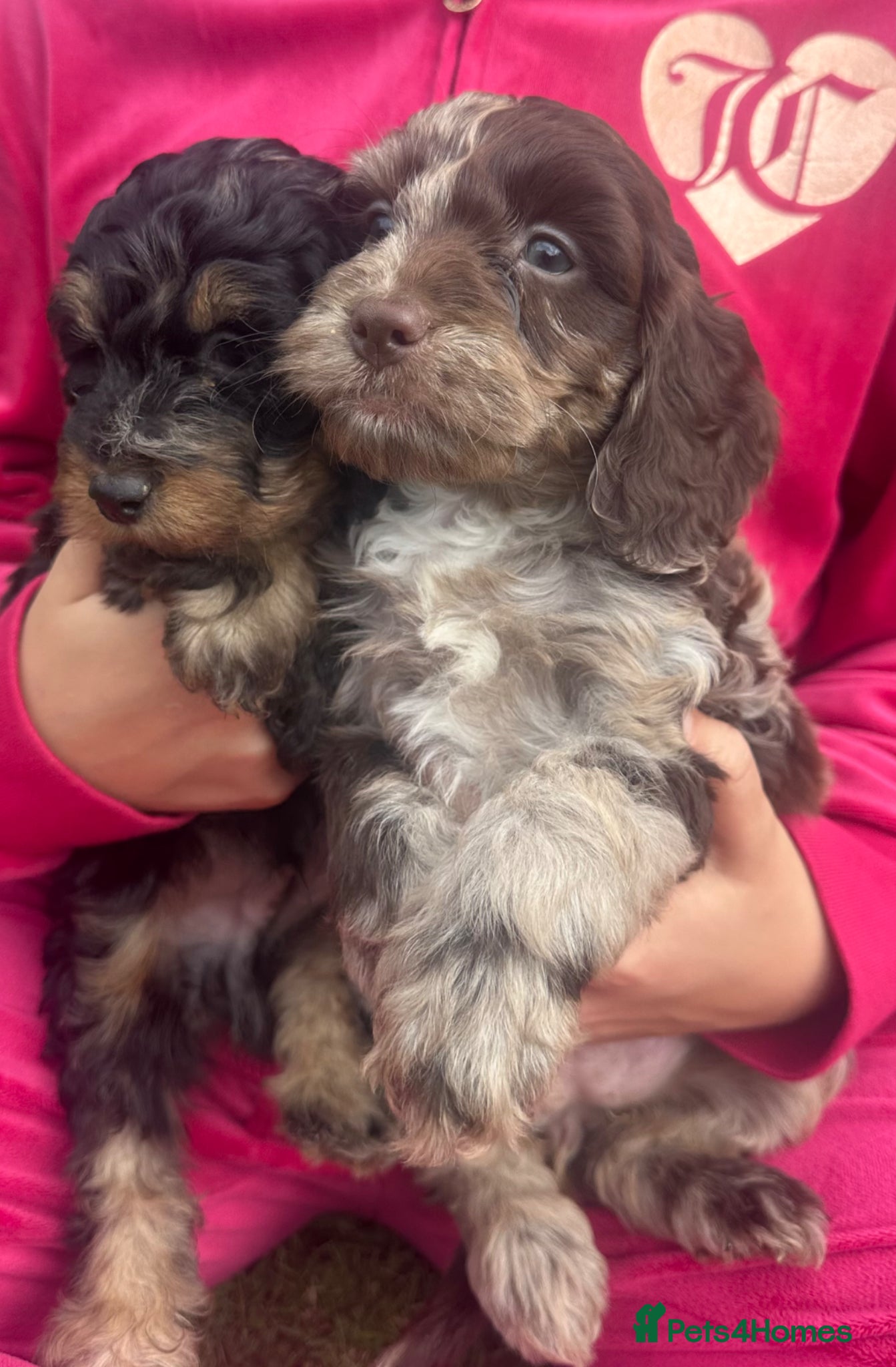 Cockapoo dogs Mixed Litter Of Cockapoo Puppies - Advert 1