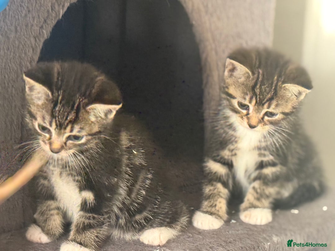 Mixed Breed cats for sale: Ready Now- Black and Tabby kittens, super friendly - Image 4